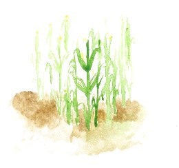 Making the Fields Bloom Making the Fields Bloom